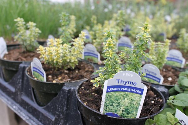 Thyme 'Lemon