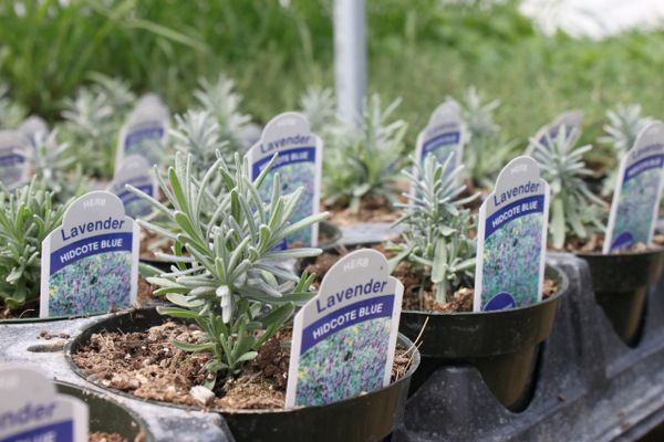  Hidcote Blue Lavender Herb Live Plant, Well Rooted, Perennial  Flowers : פאטיו, מדשאה וגינה