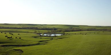 Cattle grazing on the new and tender grass seedlings after a controlled prairie burn.