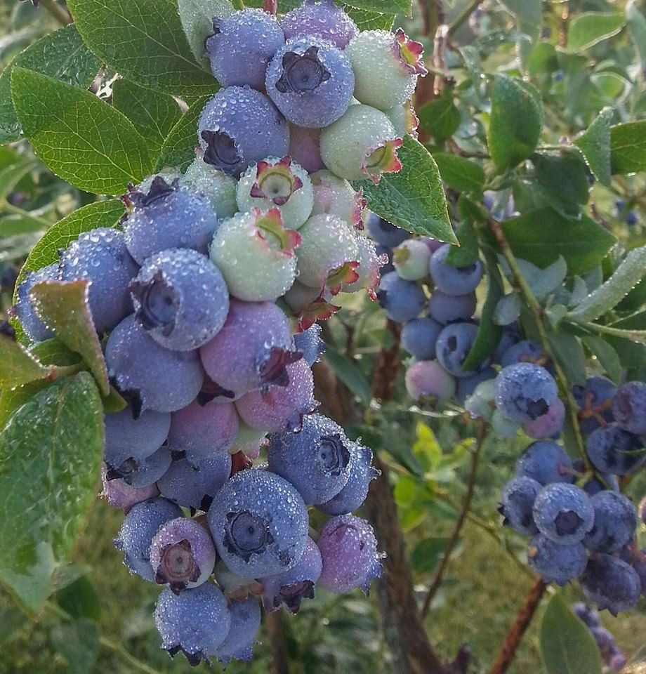 Pick Your Own Blueberries