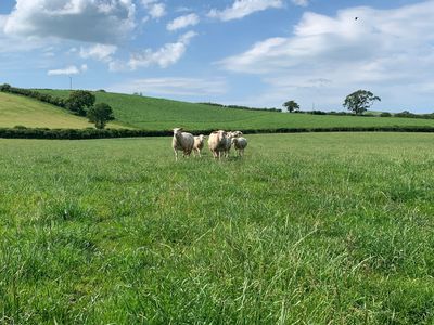 sheep running to camera on sunny day