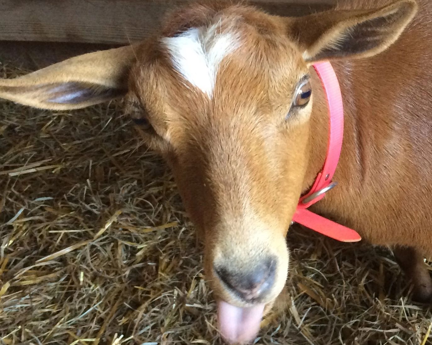 goat sticking tongue out
