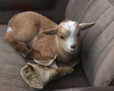 Baby goat riding in car.