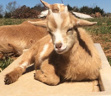 Baby goat kid laying in sun.