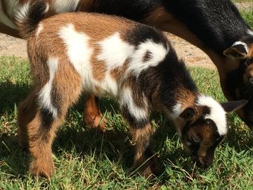 tri-color baby goat