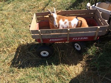 Goat in toy wagon.