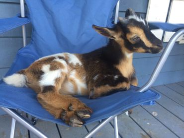 Baby goat kid laying in chair.