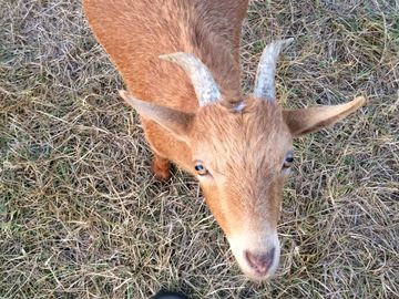 horned goat