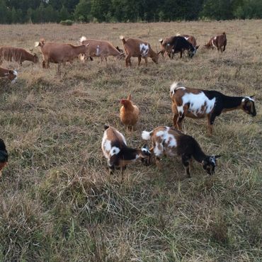 goats in field.