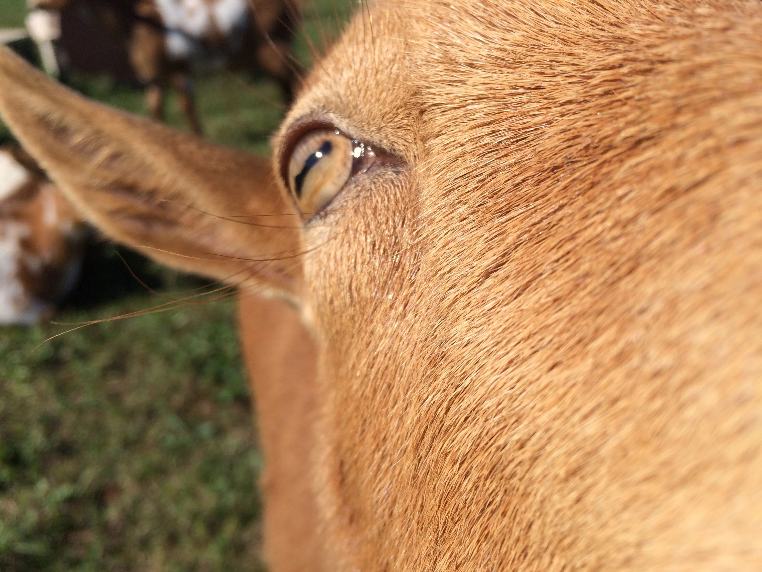 goat's eye