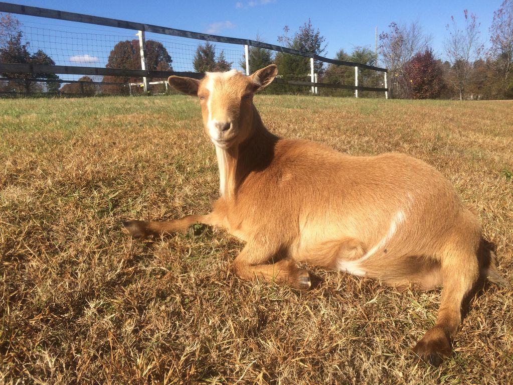 Goat Relaxing. Beautiful blue sky. Carolina Blue. Blue eyed gold Nigerian Dwarf Goat doe. Goat with 