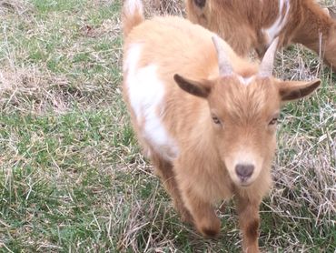 young male goat.