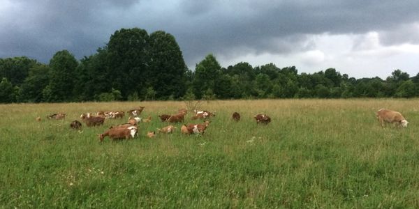 Goats eating on a cloudy day.