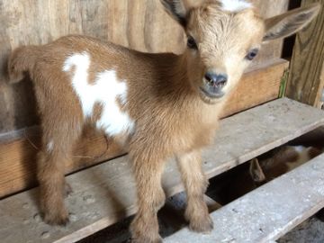cutest baby goat