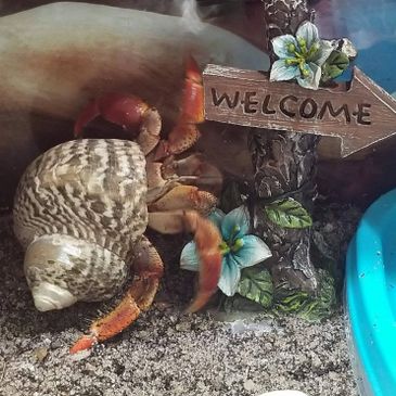 Just 2 Old Crabs Hermit Crab Food Pet Food Pet Supplies Plus