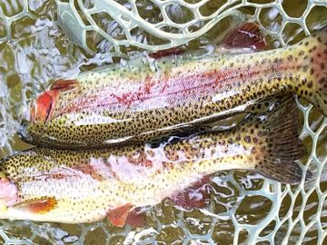 Rainbow trout fishing Southern Vermont