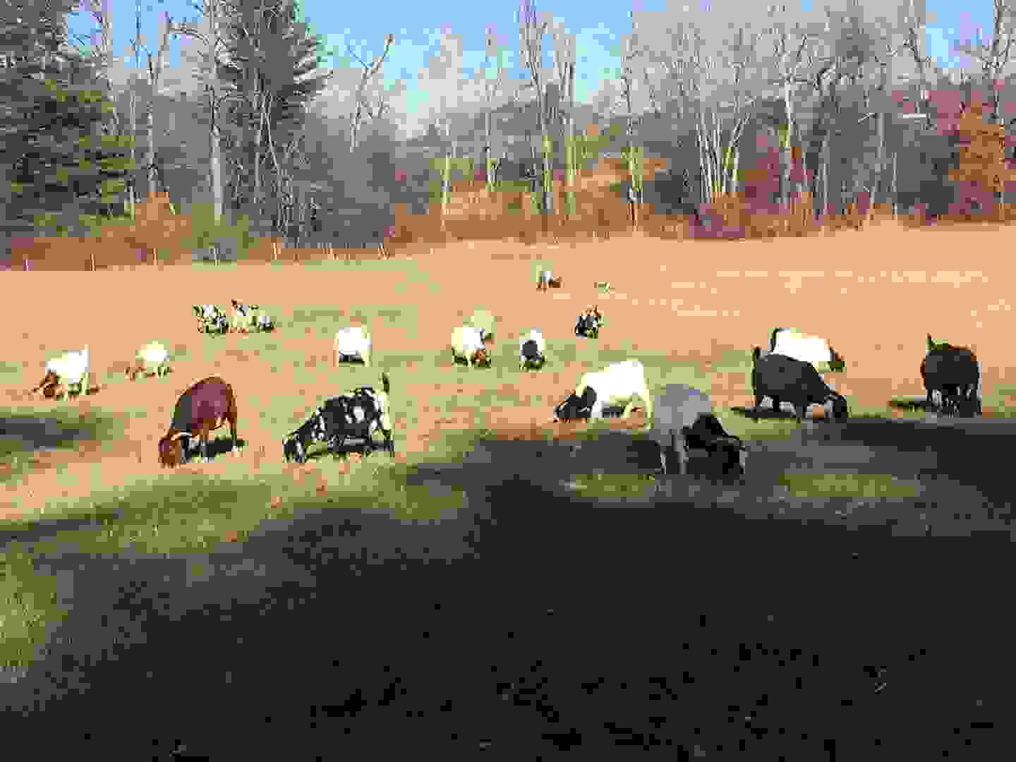 image351