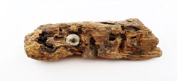 .58 Caliber Minie Bullet in Wood from The Battle of Chancellorsville / SOLD