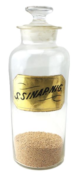 Black Mustard Semina Sinapis Nigrae
