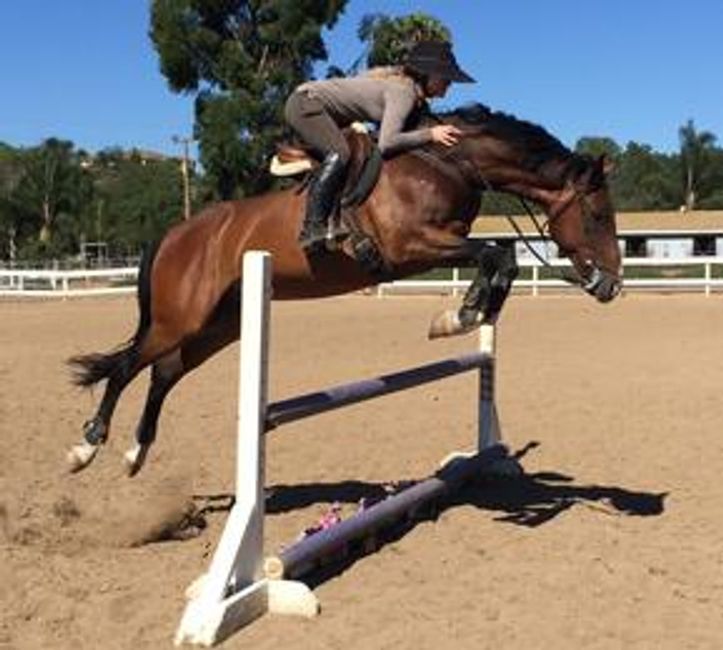 San Diego Riding Horses Home