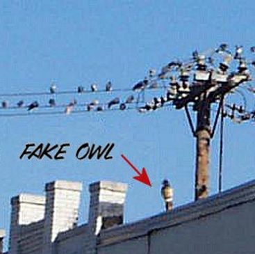 fake owl doesn't work on birds