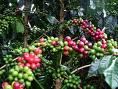 Papa New Guinea (PNG) Certified Organic Fair Trade