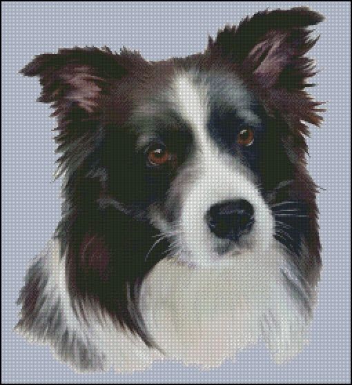 Border Collie with NO BACKGROUND