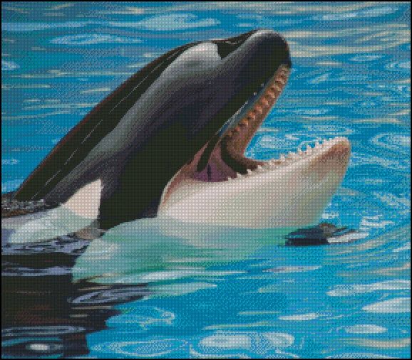 Orca Killer Whale Round Magnetic Fridge Magnets for A Vibrant