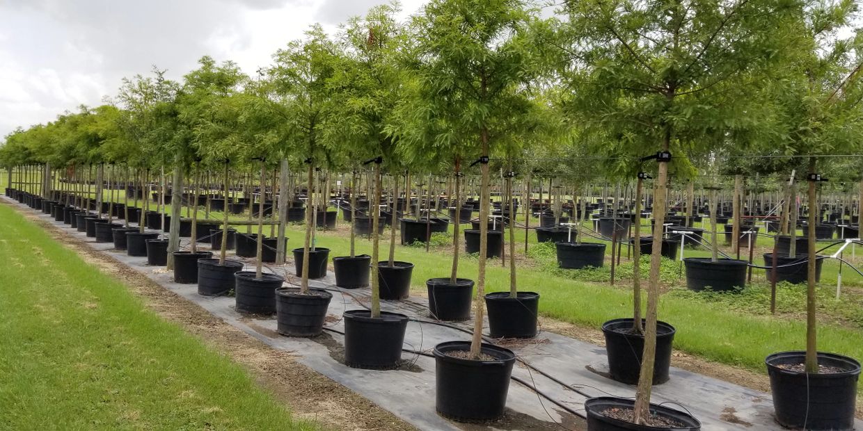 Delivery & Installation Hope Valley Tree Farm