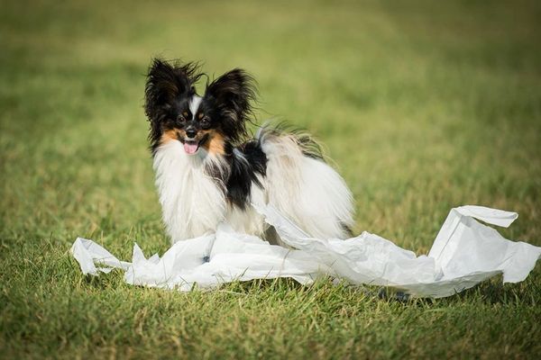 Papillon dog at the beach iPhone Case by Papillondream