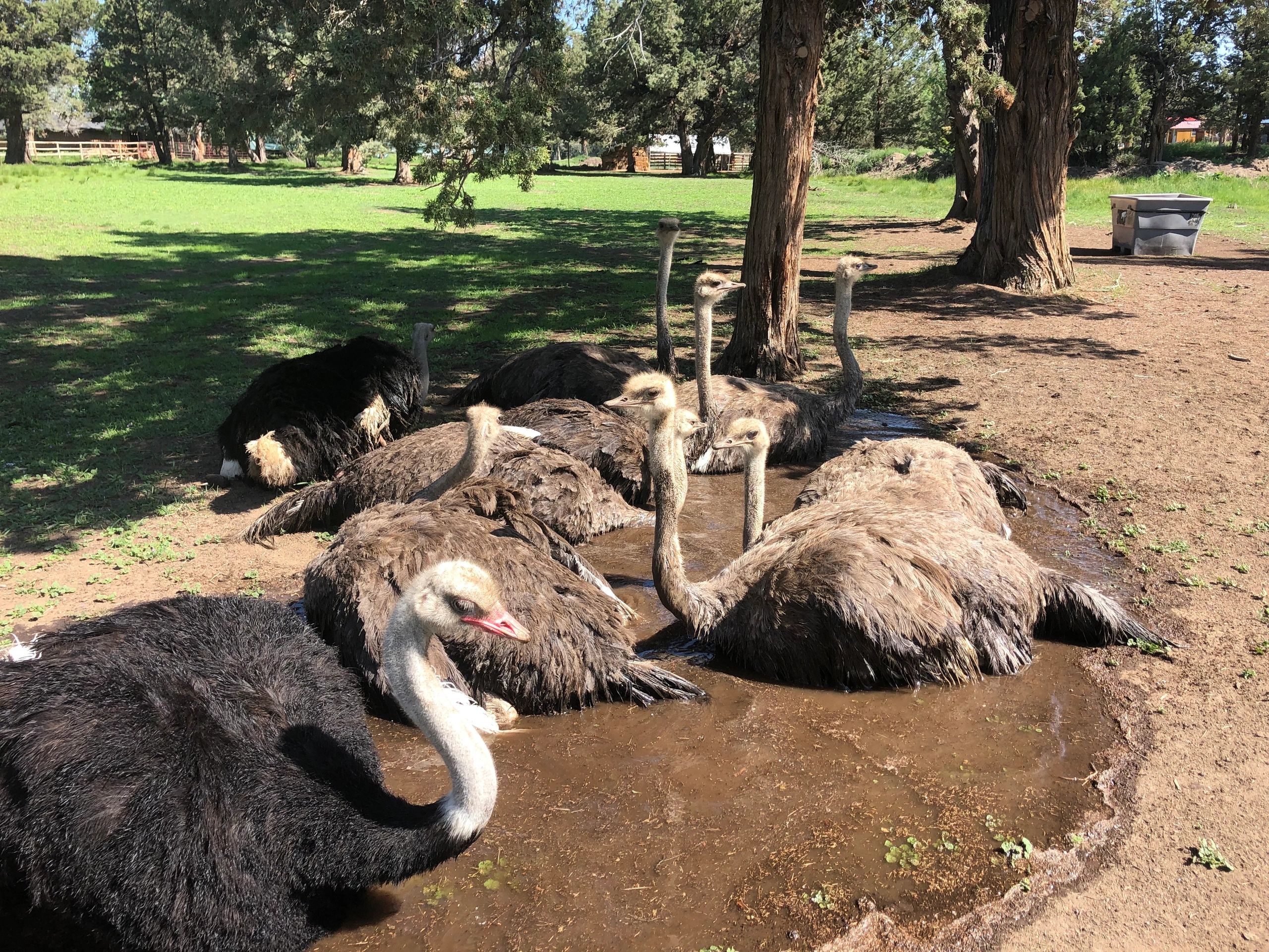 Ostrich Farming American Ostrich Association