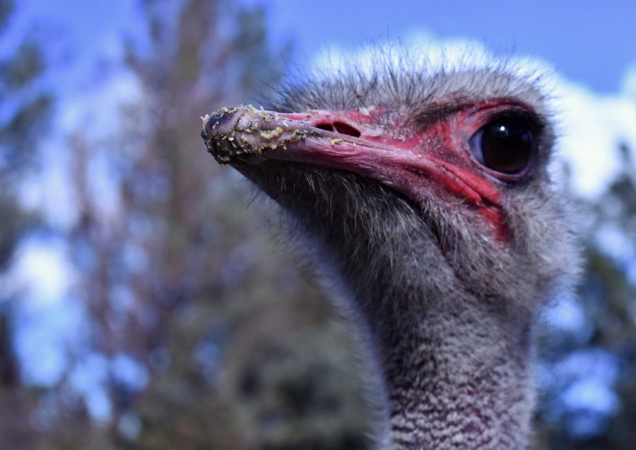 About Us American Ostrich Association