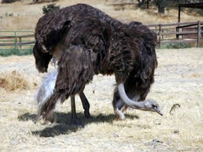 Ostrich hen mating dance