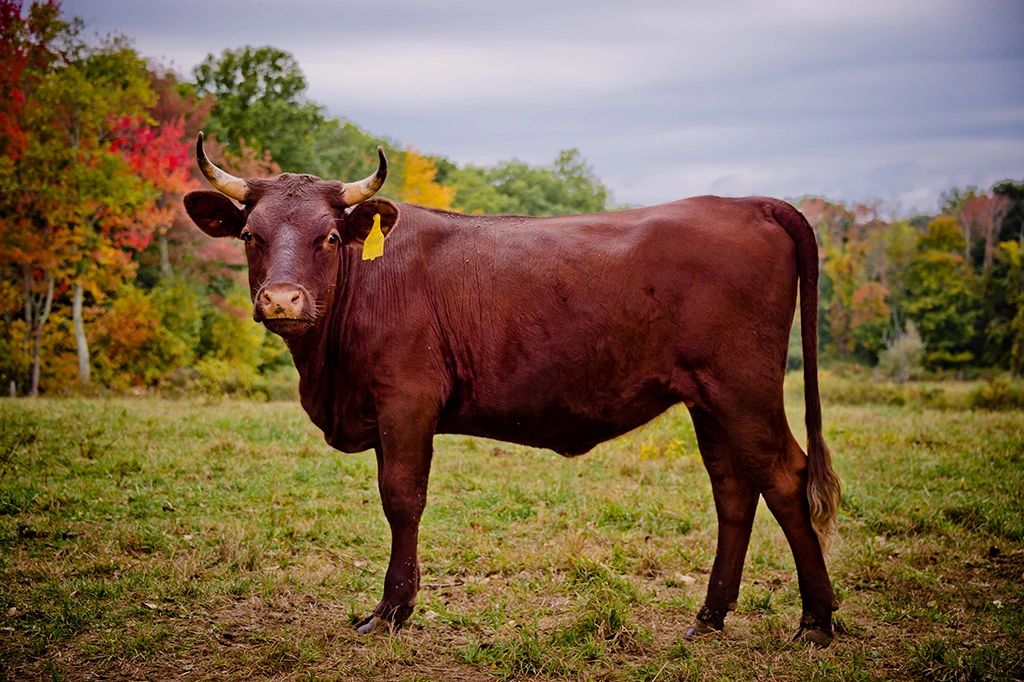 American Milking Devon Cattle For Sale, Breedstock, Semen, Calves, Cows and Bulls for Sale