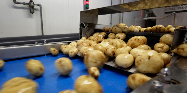 Potato Food Processing