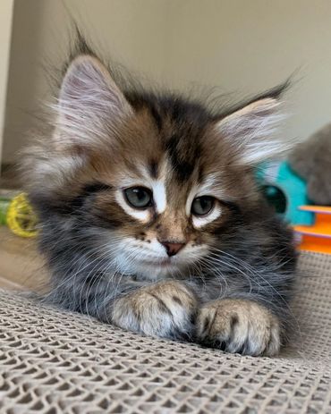 Previous Litters | Nicholas-Siberians Florida