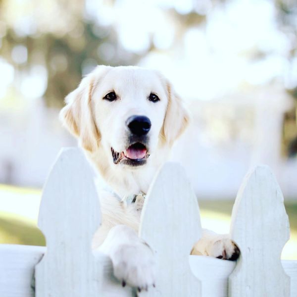 golden retriever puppy