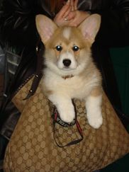 Potter farm hot sale corgi