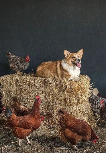 Potter farm shops corgi