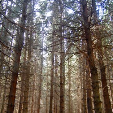 trees in the finger lakes nations forest