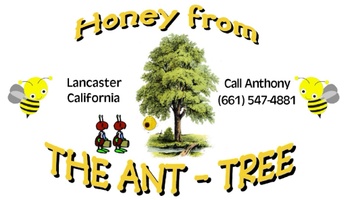 Honey From the Ant-Tree