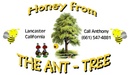 Honey From the Ant-Tree