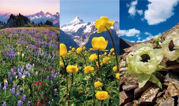 世界之巅-喜马拉雅高山：这漂亮的风景，无污染的空气，珍贵的高原花卉，纯净的泥土，犹如天上人间，让人无比震撼！