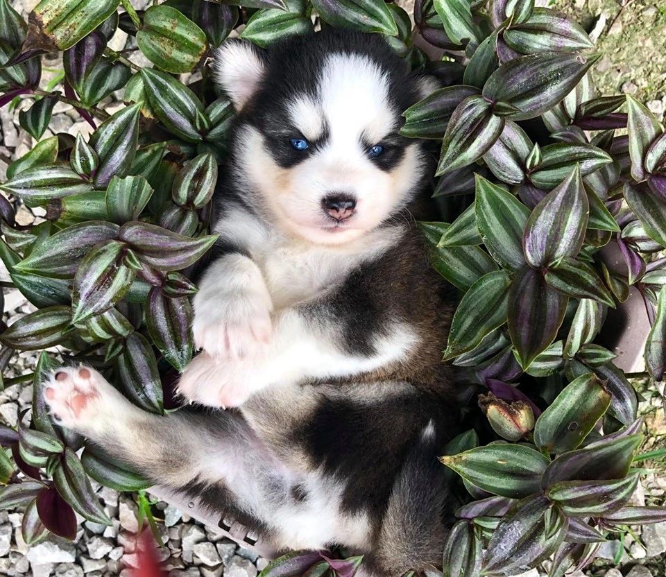 oxsana perfect pomsky puppies