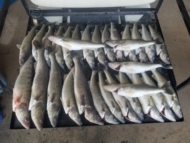 A large catch of various fish laid out on a black surface.