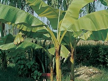 Banana Plant (Musa)