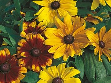 Rudbeckia