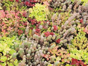 Sedum