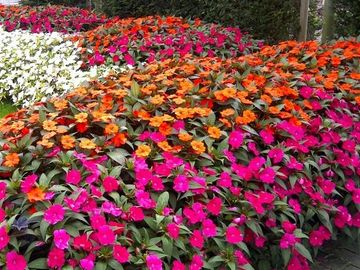 SunPatiens