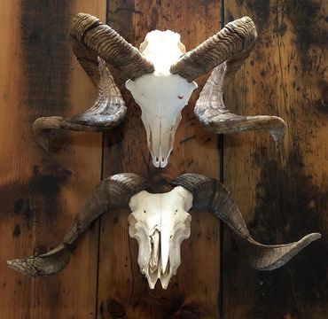 Animal skulls with horns and antlers for oddities and curiosities antiques
